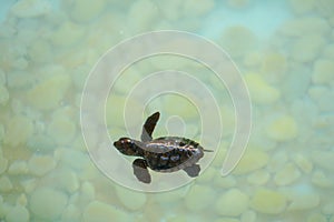 Baby sea turtle swimming under clear sea water.