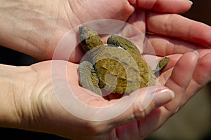 Baby Sea Turtle w/Path