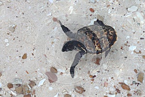 Baby sea turtle walking on the beach toward the sea in the morning