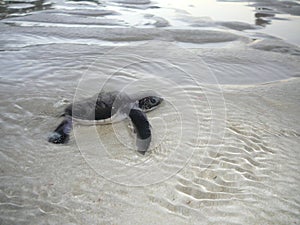 Baby sea turtle in the water