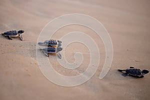 Baby Sea Turtle in the way to the sea