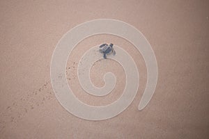 Baby Sea Turtle in the way to the sea