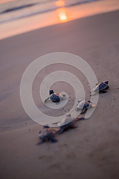 Baby Sea Turtle in the way to the sea