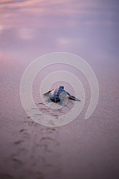 Baby Sea Turtle in the way to the sea