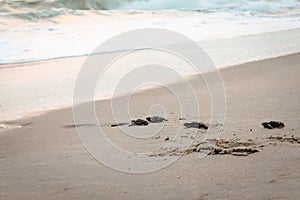 Baby Sea Turtles crawling towards the Atlantic Ocean