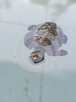 Baby Sea turtles floating in nursery pond or aquarium in conservation center