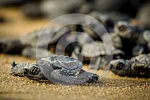 Baby sea turtles struggle for survival after hatching in Mexico