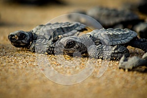 Baby sea turtles struggle for survival after hatching in Mexico