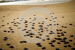 Baby sea turtles struggle for survival after hatching in Mexico