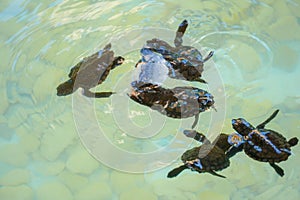 Baby sea turtles swimming and catching food