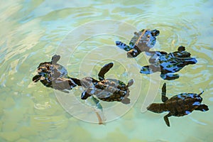 Baby sea turtles swimming and catching food