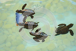 Baby sea turtles swimming and catching food