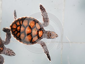 Baby Sea turtles swimming in nursery pond or aquarium in conservation center