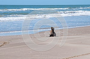 Baby Sea Wolf in praia do Cassino , south brazil