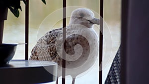 Baby seagull colour grey and white seating and looking on both sides for some food, observed from balcony