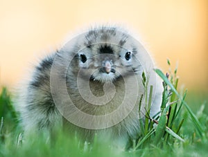 Baby seagull looking cute