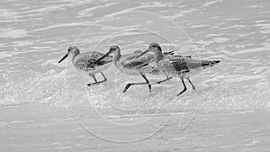 Baby Seagulls running in unison through water on the beach