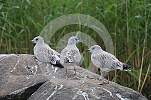 Baby seagulls on a stone