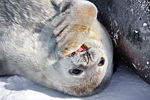 Baby seal