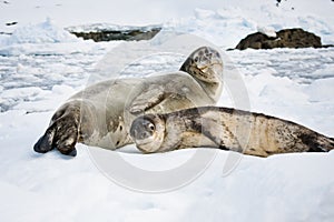 Baby seal