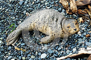 Baby seal