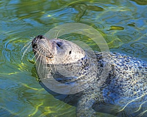 Baby seal