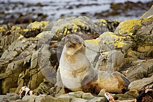 Baby seal alert