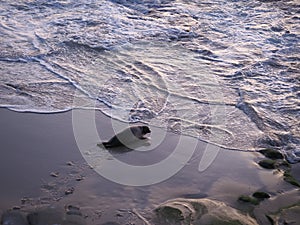 Baby seal alone on a beach