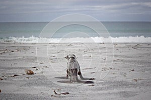 Baby seal approaching the sea