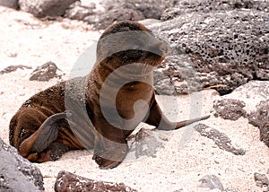 Baby seal basking in sun on Galapagos islands