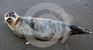 Baby Seal on the Beach