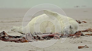 Baby seal at the beach