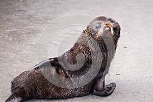 Baby seal on beach