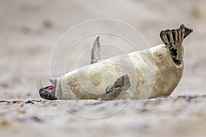 baby seal bent of laughter