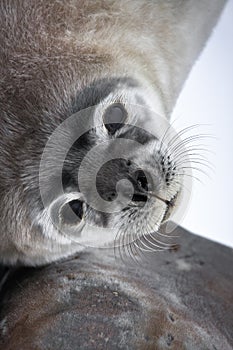 Baby seal close to mom