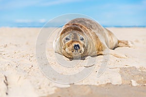 Baby seal close up