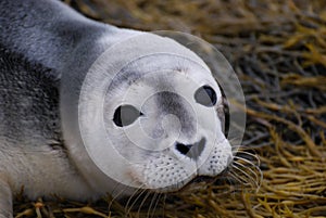 Baby Seal Face