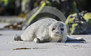 Baby seal on the german island of Helgoland