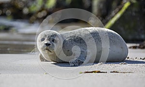 Baby seal on the german island of Helgoland