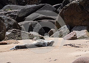 Baby Seal Getting Some Sun.