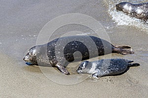 Baby seal and his mother