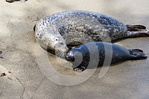 Baby seal and his mother