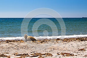 Baby seal on the island Helgoland