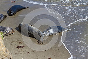 Baby seal and its mother