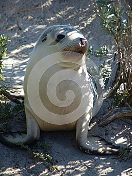 Baby seal on land