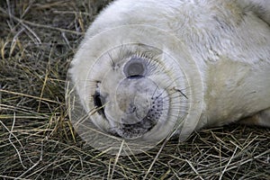 Baby Seal looking in the camera