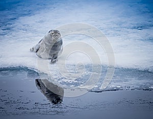 Baby seal looks for danger