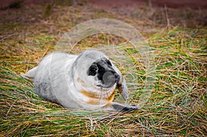 Baby seal lying on the beach