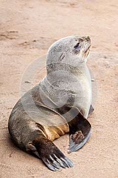 Baby seal lying on pink sand