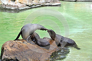 Baby seal, mother and intruder